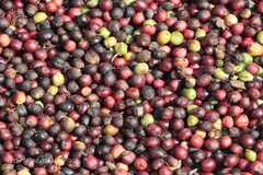 Coffea arabica